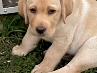 Labrador Pups (Yellow)