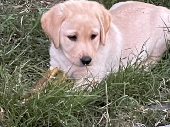 Labrador Pups (Yellow)