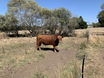 Australian Heritage Angus Bull. Keith Duncan 2023. 