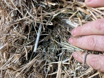 82 x Lucerne Hay 550kg 8x4x3