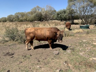 Australian Heritage Angus. Keith Balentyne 2021