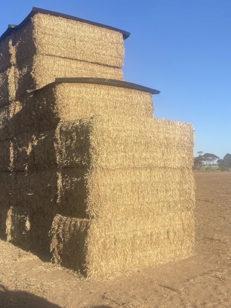 Pea Hay 16.4% Protein 