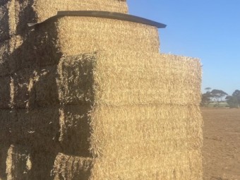 Pea Hay 16.4% Protein 