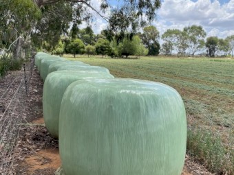 Lucerne Silage Rounds