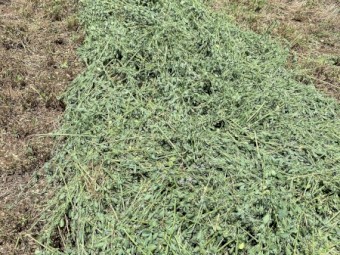 Lucerne Silage Rounds