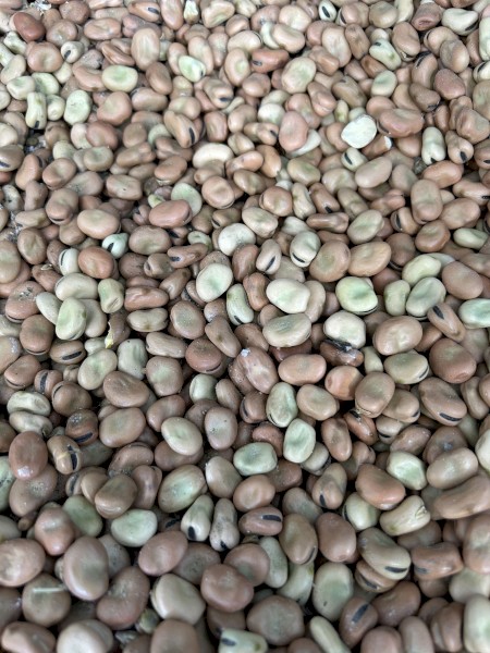 7mt Samira Faba Beans