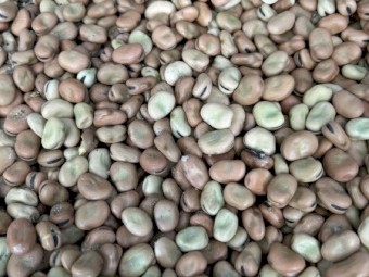 7mt Samira Faba Beans