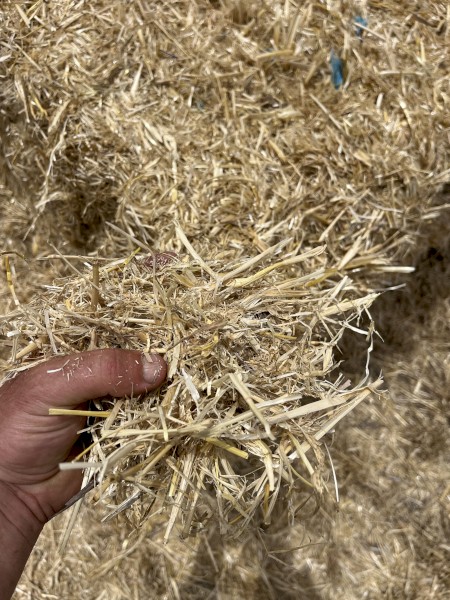 Barley Straw Header Tailings 