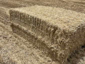 Barley Straw Header Tailings 