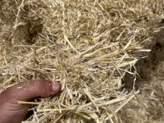 Barley Straw Header Tailings 