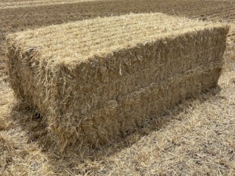 Barley Straw Header Tailings 