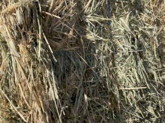 65mt Wheaten Hay 8x4x3 Bales