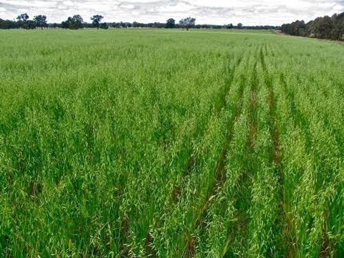 WANTED Standing Crops