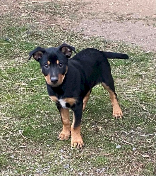 Kelpie Pups 