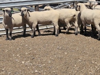 Hampshire Down Flock Rams
