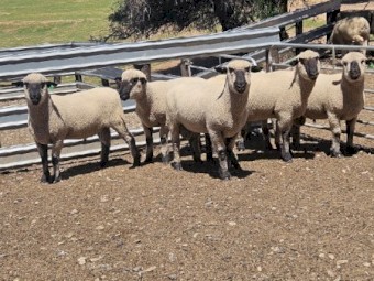 Hampshire Down Flock Rams