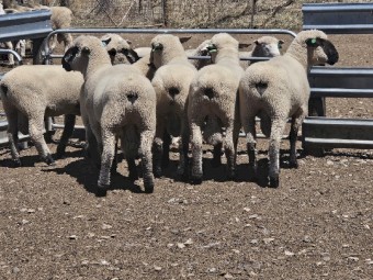 Hampshire Down Flock Rams