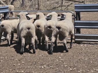 Hampshire Down Flock Rams