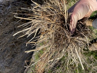 2022 Roughage Ryegrass and Oaten Hay