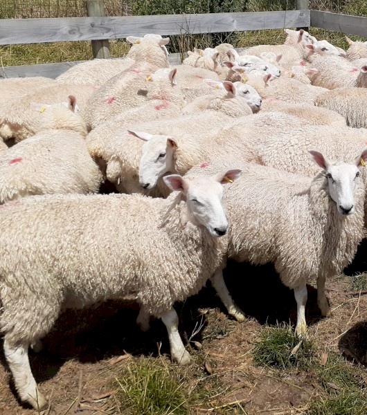 Border Leicester ewe lambs