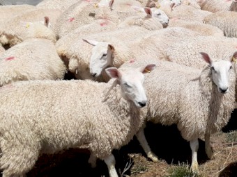 Border Leicester ewe lambs