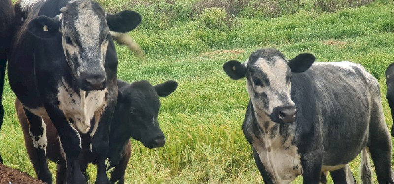 Specklepark X Fresian and Angus X Fresian Steers x 12