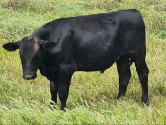 Specklepark X Fresian and Angus X Fresian Steers x 12