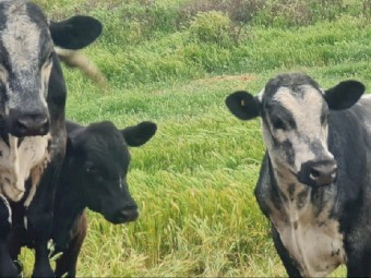 Specklepark X Fresian and Angus X Fresian Steers x 12