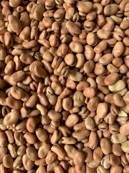 18mt approx. Faba Beans