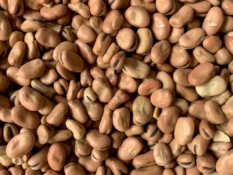 18mt approx. Faba Beans