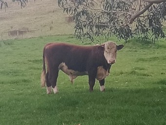 Poll Hereford Bull