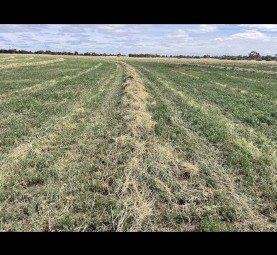 Lucerne Hay, First cut shedded, 8x4x3 bales.