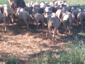 1st Cross Merino X White Suffolk