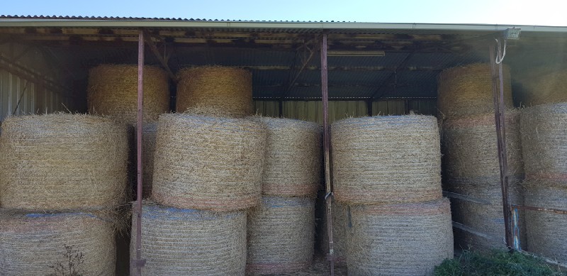 Oaten Hay Round 250kg 5x4 Round Bales  x 170