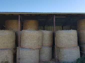 Oaten Hay Round 250kg 5x4 Round Bales  x 170