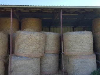 Oaten Hay Round 250kg 5x4 Round Bales  x 170