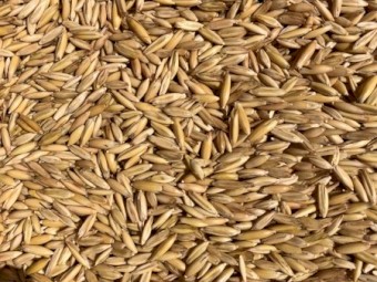 Semi load milling oats