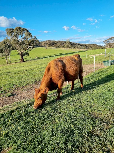 Red Angus herd