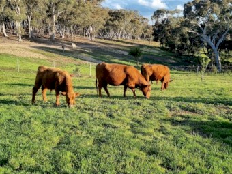 Red Angus herd