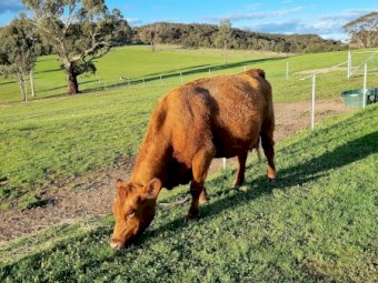Red Angus herd