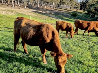 Red Angus herd