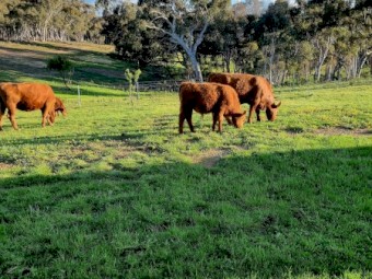 Red Angus herd