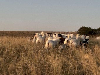 Dorper Ewe and W/S Ram Package x 20