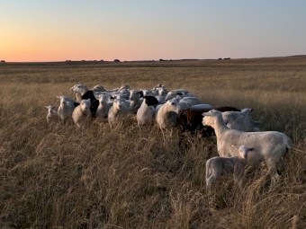 Dorper Ewe and W/S Ram Package x 20