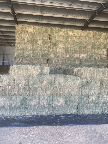 Lucerne small squares