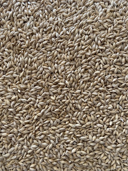 Grazing Barley Seed - cleaned