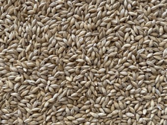 Grazing Barley Seed - cleaned