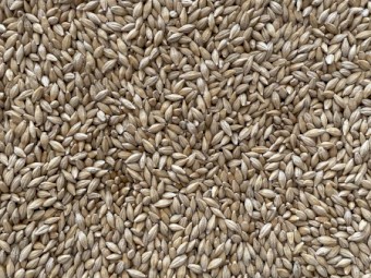 Grazing Barley Seed - cleaned