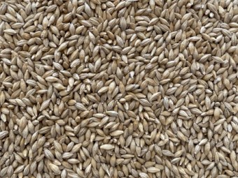 Grazing Barley Seed - cleaned