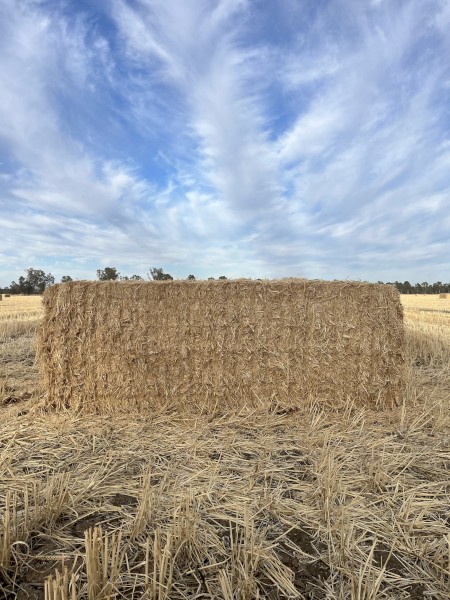Wheat Straw 